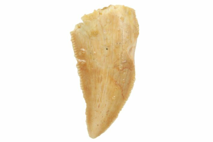 Serrated, Raptor Tooth - Real Dinosaur Tooth #196433
